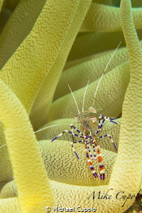Spotted Cleaner Shrimp on an Anemone by Michael Cupolo 